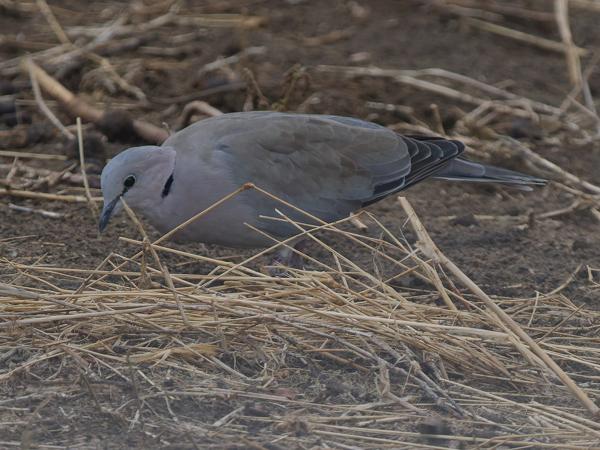 <h3><a href="/trips/tanzania/biota/animalia/chordata/aves/026 columbiformes/001 columbidae/streptopelia capicola/streptopelia capicola-nl.html">Streptopelia&nbsp;capicola</a> / Ring‑necked&nbsp;dove / Kaapse&nbsp;tortel</h3>OM-1 Mark II met OLYMPUS M.150-400mm F4.5 TC, 1/2000 sec  bij F5.6, ISO 2000, afstand 17.5&nbsp;m